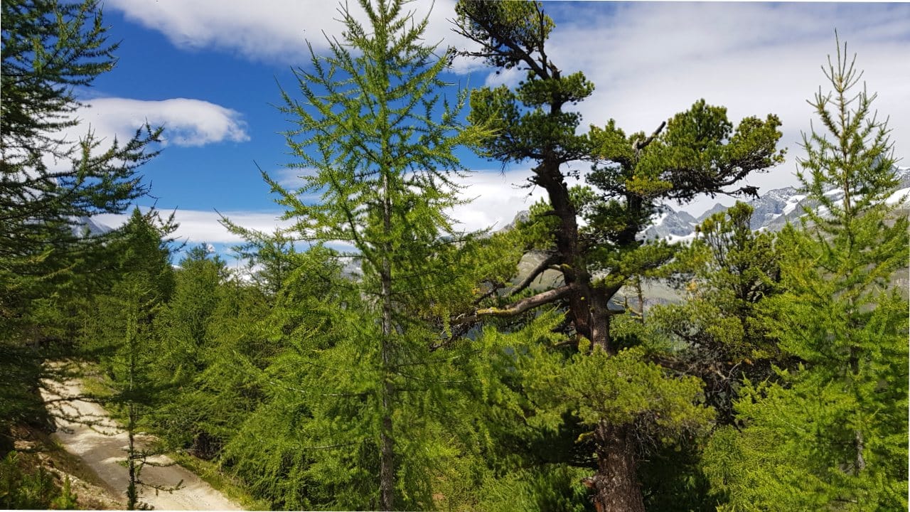 Stone pines and larches shape the landscape on the way to Moosjisee